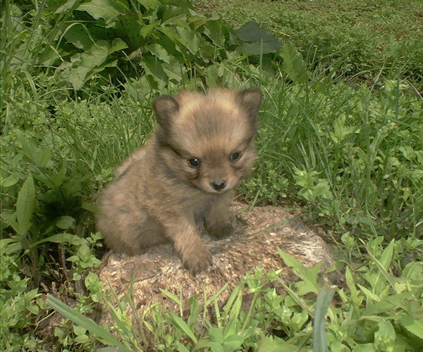 Puppy on a Field Trip