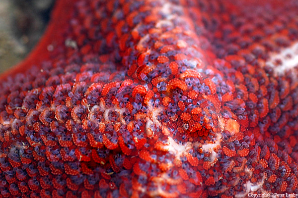 Sea Star From The Tidal Pool