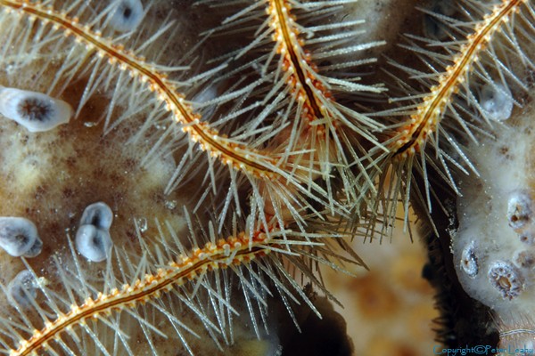 Brittle Star II