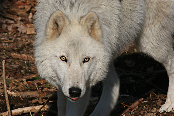 Arctic Wolf