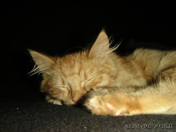 Sleeping Callisto