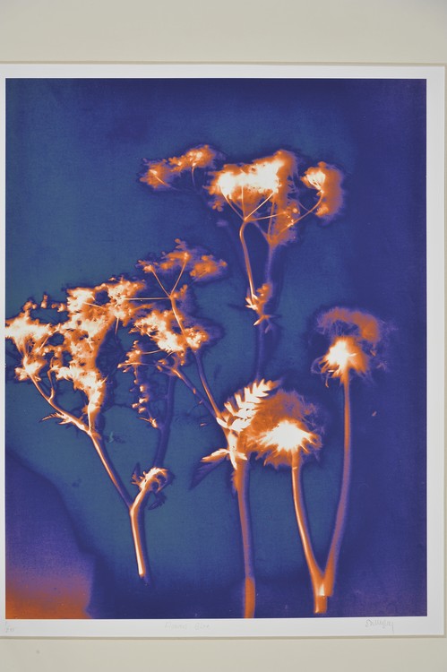 Blue Flowers, 2015