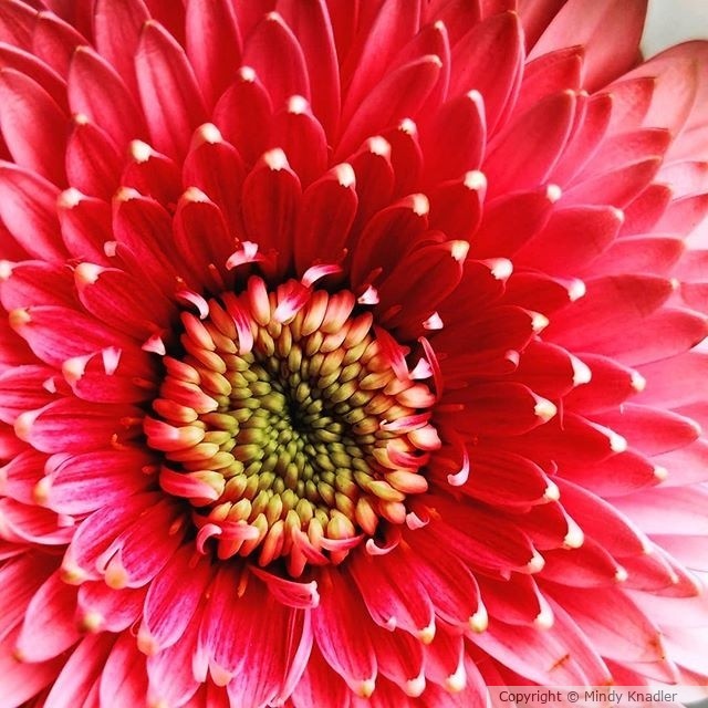 flower petals pink
