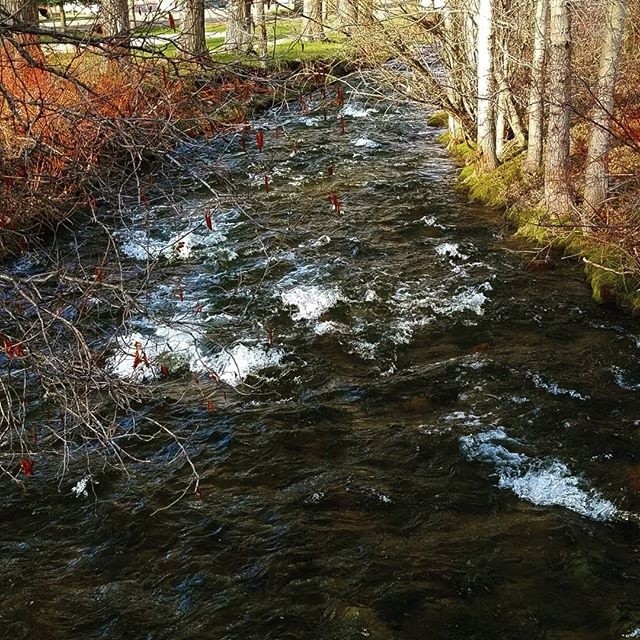 creek nature trees