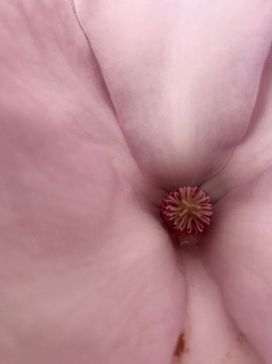 Inner Magnolia