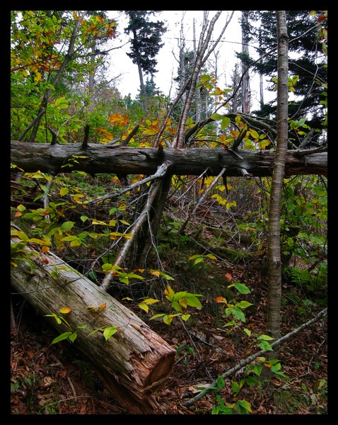 Falling into Fall