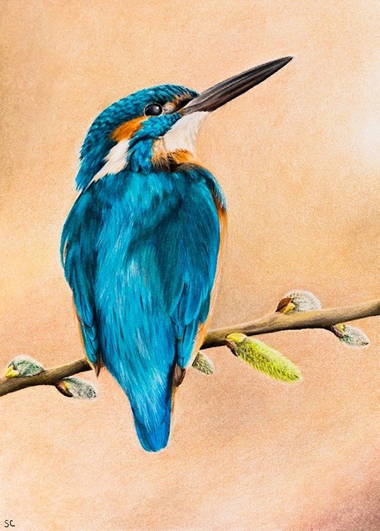 Common kingfisher