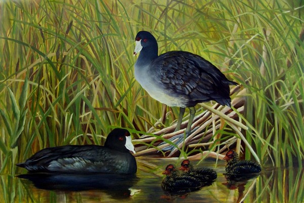 New Beginnings - American Coot