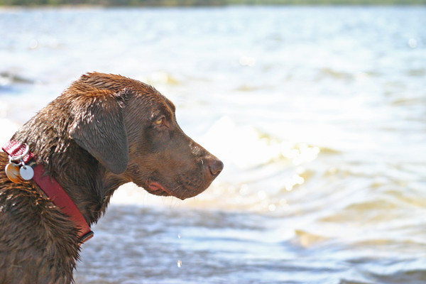 Jasper