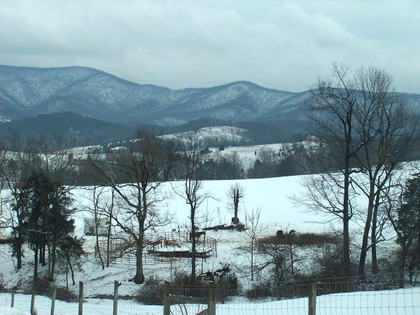 Bare Trees
