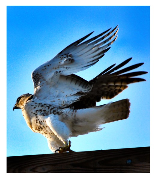 Pal Red tailed hawk