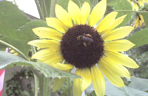 sunflower with bee on it