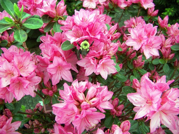 Bee and flowers