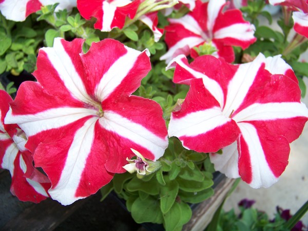 Reddy Flowers