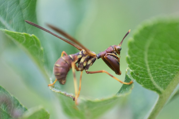 Mantidfly 3