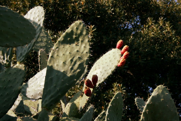 Cactus Pear