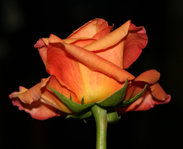 Orange Beauties
