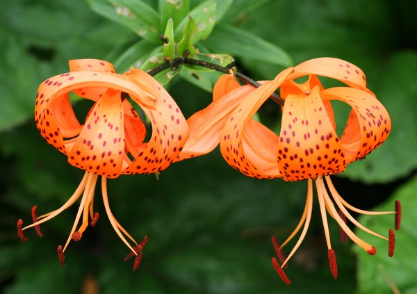 TWO LILLIES