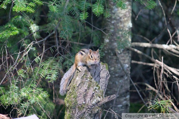 Chip the Chipmunk 