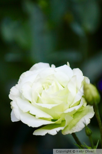 Pale Green 