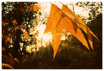 fall arizona