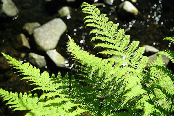 Fern At Creek