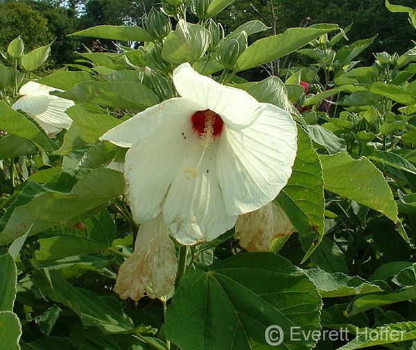 White Wildflower