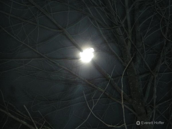 Moon Burning Through Tree Branch