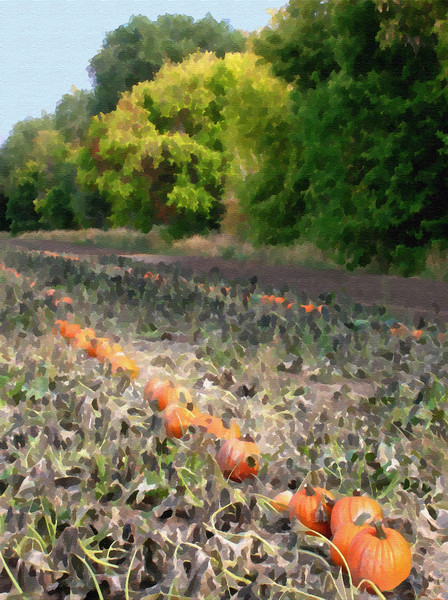 Jack O Lanterns in Training