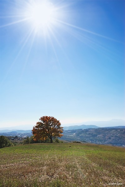 The sun and the tree