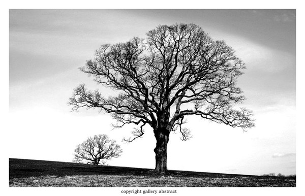 Trees on the Hill