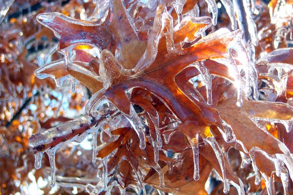 frozen