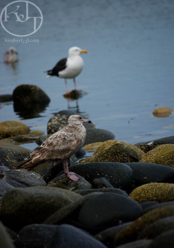The Great Black-backed Gull