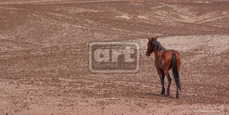 American Desert Horses P8642