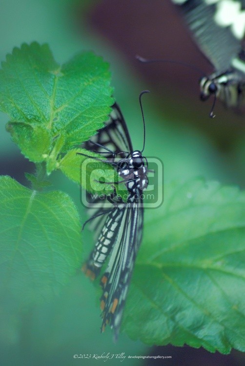 Common Mime, Dissimilis