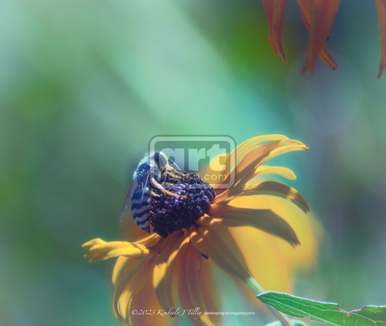 Metallic Bee and Black-eyed Susan P0588