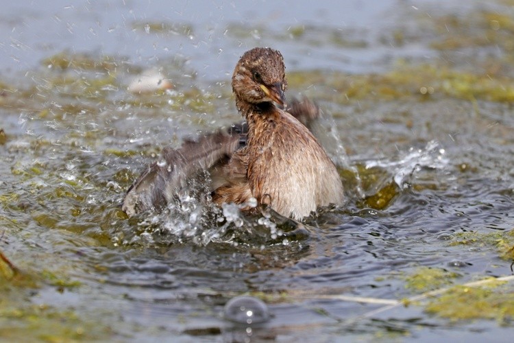 Splashtag