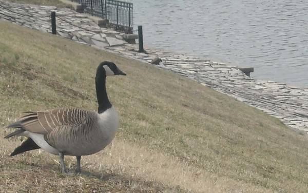 Duck