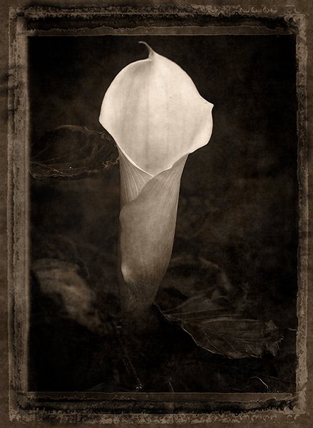 White Calla Lily