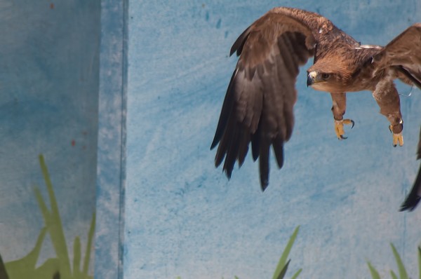 Tawny Eagle in flight