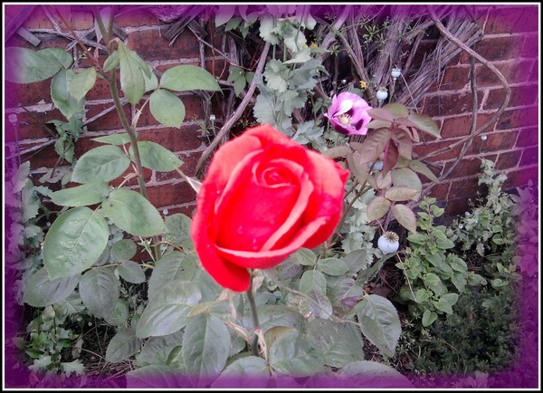 Rosy Posy