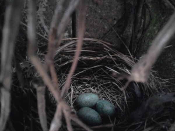 Blackbirds nest