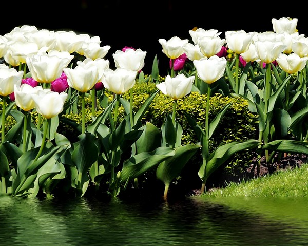 My Garden in Spring.