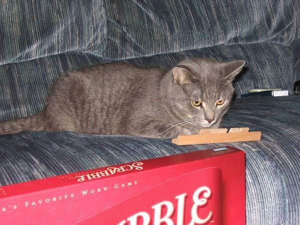 Scrabble Anyone?