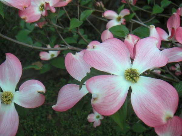 Dogwood
