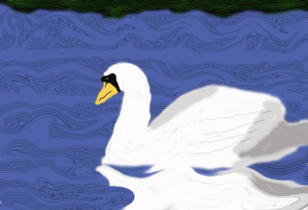 O433 Swan Swimming
