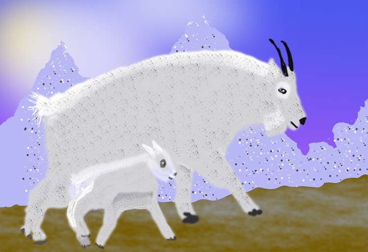 Mountain Goats O936