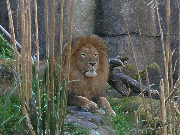 Lionhearted