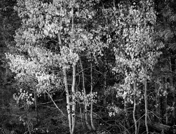 wagner falltrees 5158