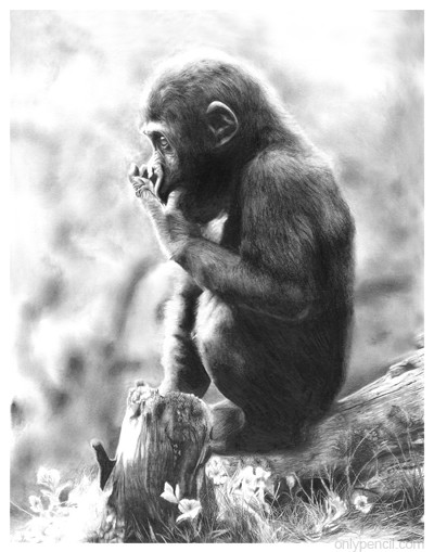 Baby Gorilla